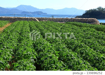安芸津町(東広島市)特産物の牡蠣とジャガイモ 安芸津町(東広島市)特産物の牡蠣とジャガイモ 139896252