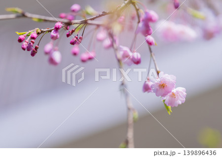 春桜 139896436
