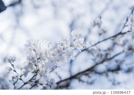 春桜 139896437