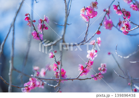 冬桜 冬桜 139896438