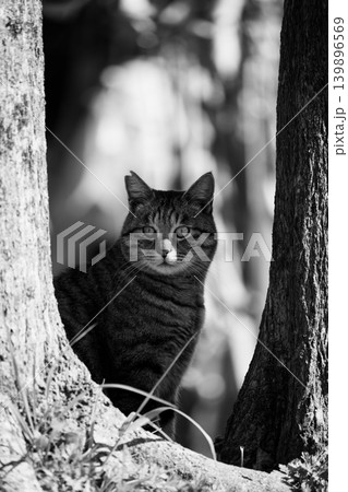 左右の木のコントラストがいい感じのキジトラ柄の野良猫 139896569