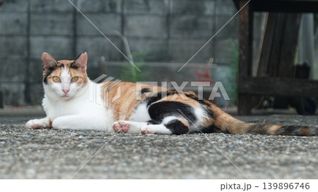 かわいい野良猫 かわいい野良猫 139896746