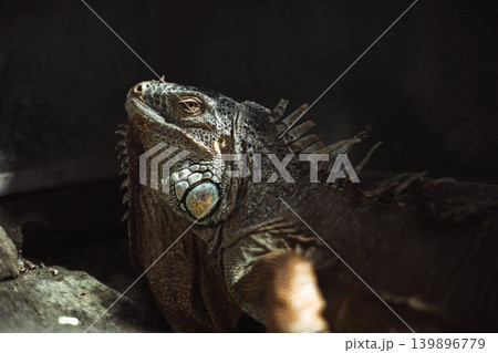 Portrait of an iguana in a zoo on Bali 139896779