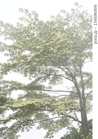 霧の中で咲くミズキの花 霧の中で咲くミズキの花 139896909