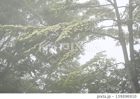 霧の中で咲くミズキの花 霧の中で咲くミズキの花 139896910