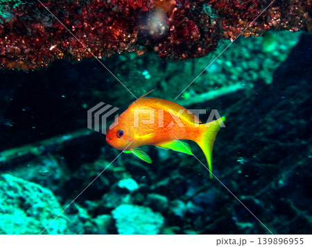 黄色い魚(キンギョハナダイ) 139896955