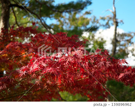 真っ赤な紅葉 139896962