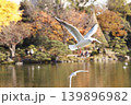 羽ばたくカモメ 139896982