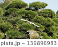 滑空するカモメ 139896983