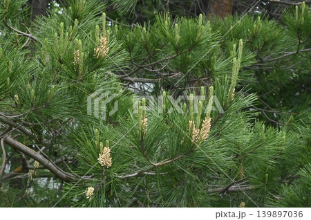 アカマツの新芽と花 アカマツの新芽と花 139897036
