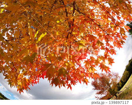 紅葉したもみじ 紅葉したもみじ 139897117