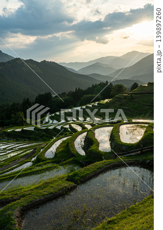 夕日に輝く丸山千枚田 三重県熊野市 夕日に輝く丸山千枚田 三重県熊野市 139897260
