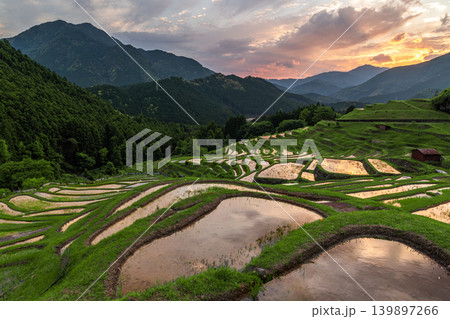夕日に輝く丸山千枚田 三重県熊野市 夕日に輝く丸山千枚田 三重県熊野市 139897266
