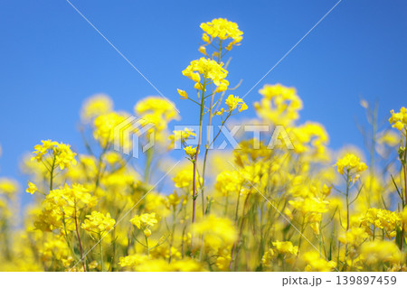 青空と菜の花 139897459