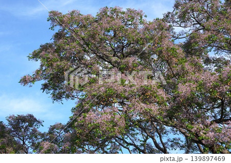 咲き始めたセンダンの花・2026年5月 咲き始めたセンダンの花・2026年5月 139897469