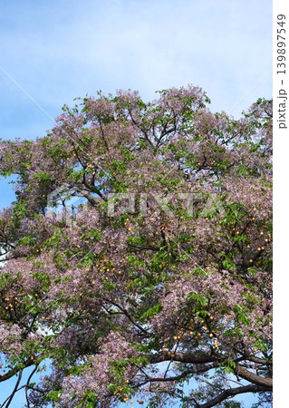 センダンの花・2026年5月 センダンの花・2026年5月 139897549