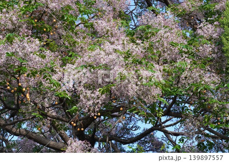 センダンの花・2026年5月 センダンの花・2026年5月 139897557