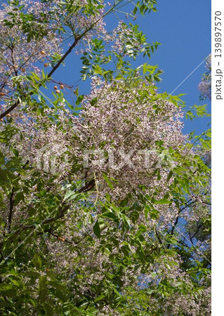 センダンの花・2026年5月 センダンの花・2026年5月 139897570