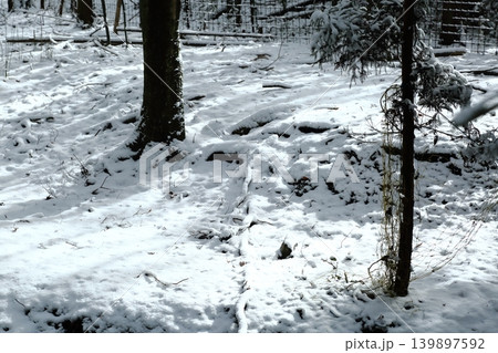 雪の降る森 雪の降る森 139897592