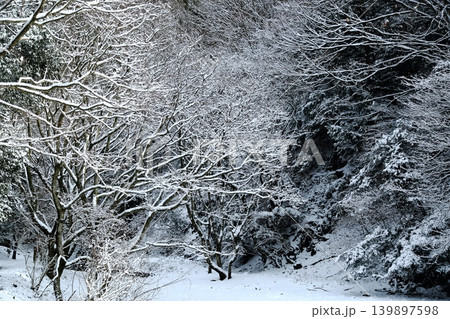 雪の降る森 雪の降る森 139897598