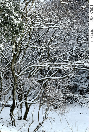 雪の降る森 139897601