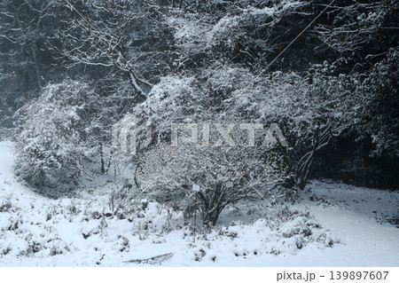 雪の降る森 雪の降る森 139897607