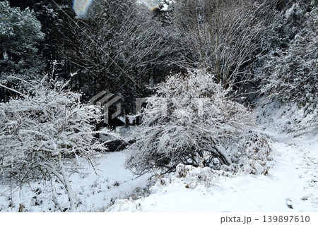 雪の降る森 雪の降る森 139897610