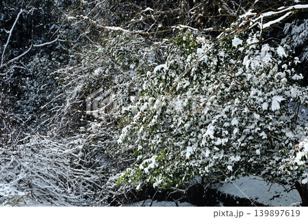 雪の降る森 雪の降る森 139897619