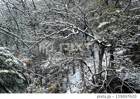 雪の降る森 雪の降る森 139897620