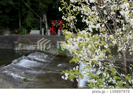 川沿いに咲く白い桜 川沿いに咲く白い桜 139897978