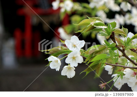 川沿いに咲く白い桜 川沿いに咲く白い桜 139897980