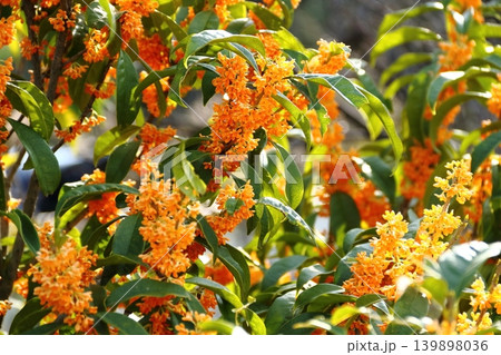 キンモクセイの花 キンモクセイの花 139898036