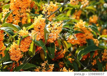 キンモクセイの花 キンモクセイの花 139898037