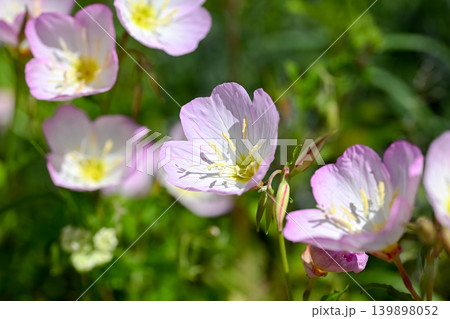 ヒルザキツキミソウ 139898052