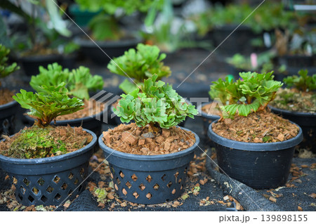 Young staghorn fern plants growing in nursery pots 139898155