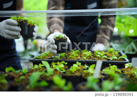 Closeup planting young staghorn fern in greenhouse 139898391