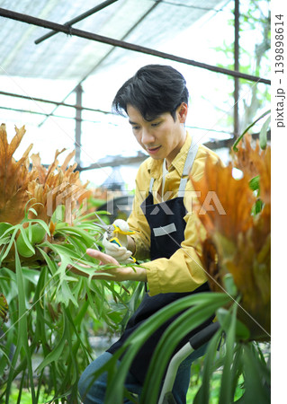 Man pruning staghorn fern, showing plant care, precision, and gardening skill 139898614