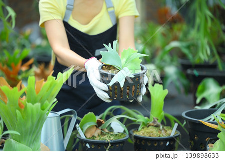 Closeup woman holding staghorn fern plant in pot 139898633