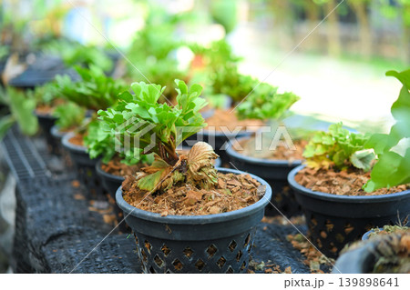 Young staghorn fern plants growing in nursery pots 139898641