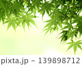 爽やかな新緑のもみじ 139898712