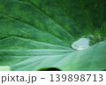蓮の葉に落ちた雫 139898713