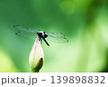 花に止まるトンボ（横） 139898832