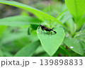 葉の上で休むバッタ 139898833