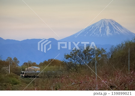 夕暮れ時、富士山を背に普通列車が桃源郷を行く 139899021
