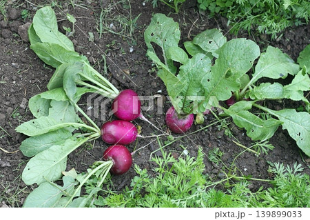 Homegrown purple radishes cultivated with carrot, permaculture gardening. Homegrown purple radishes cultivated with carrot, permaculture gardening. 139899033