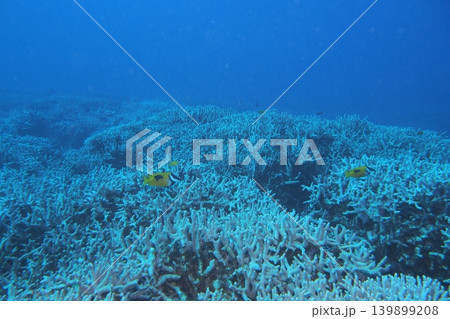 サンゴが広がる中を泳ぐヒフキアイゴ　水中写真 139899208