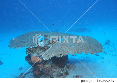 テーブル珊瑚が広がる白い砂地 水中写真 テーブル珊瑚が広がる白い砂地 水中写真 139899213