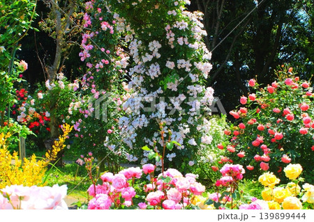 京成ばら公園彩り薔薇のある風景 139899444