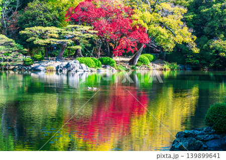 【特別名勝】栗林公園　晩秋の風景　群鴨池と紅葉3　香川県高松市 139899641