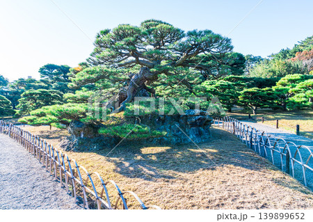 【特別名勝】栗林公園 晩秋の風景 鶴亀松 香川県高松市 【特別名勝】栗林公園 晩秋の風景 鶴亀松 香川県高松市 139899652
